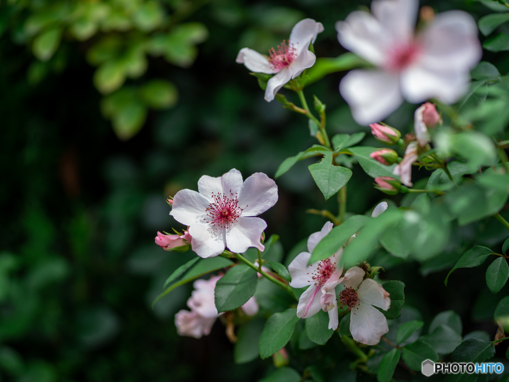 (可憐な野薔薇）