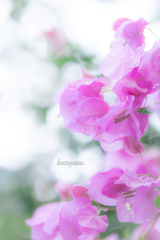 （暖かい光の中で）