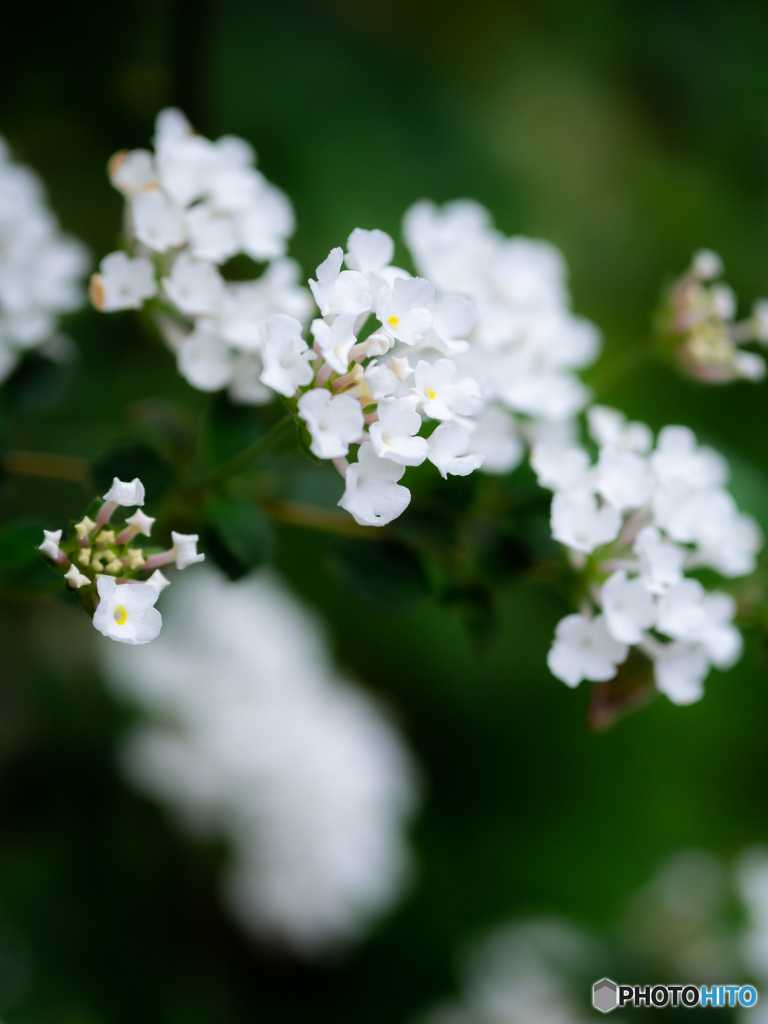 (庭の花）