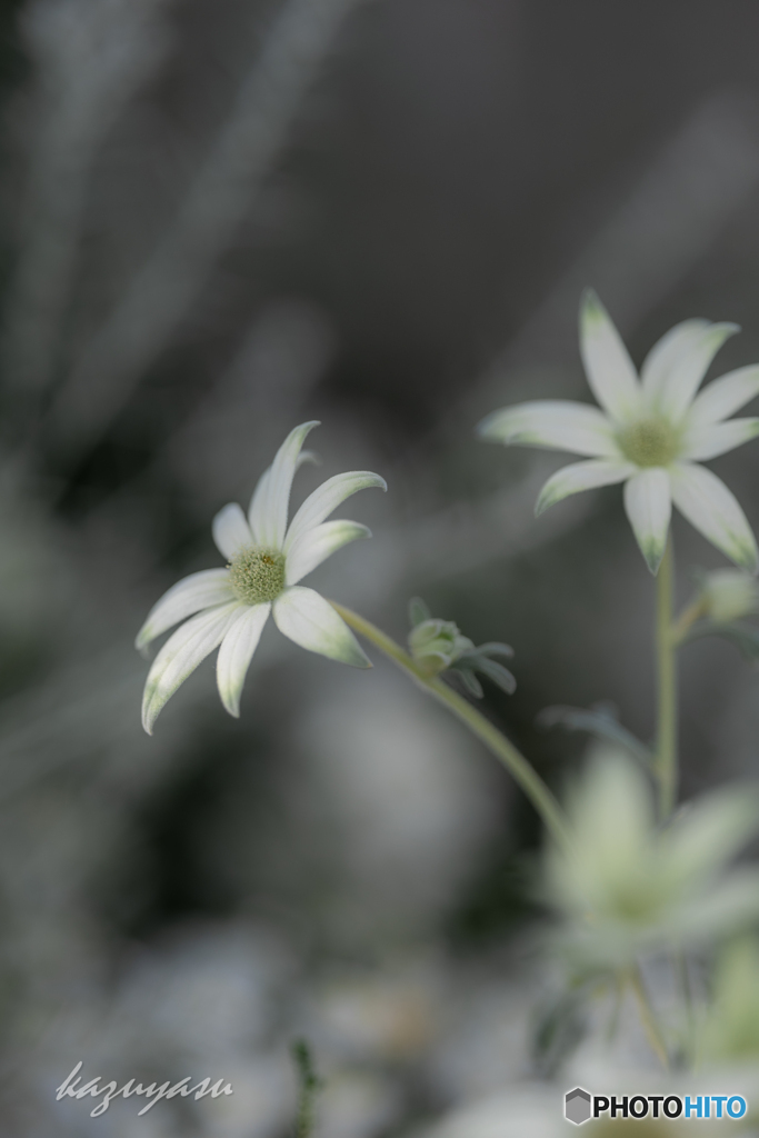 （flannel flower)