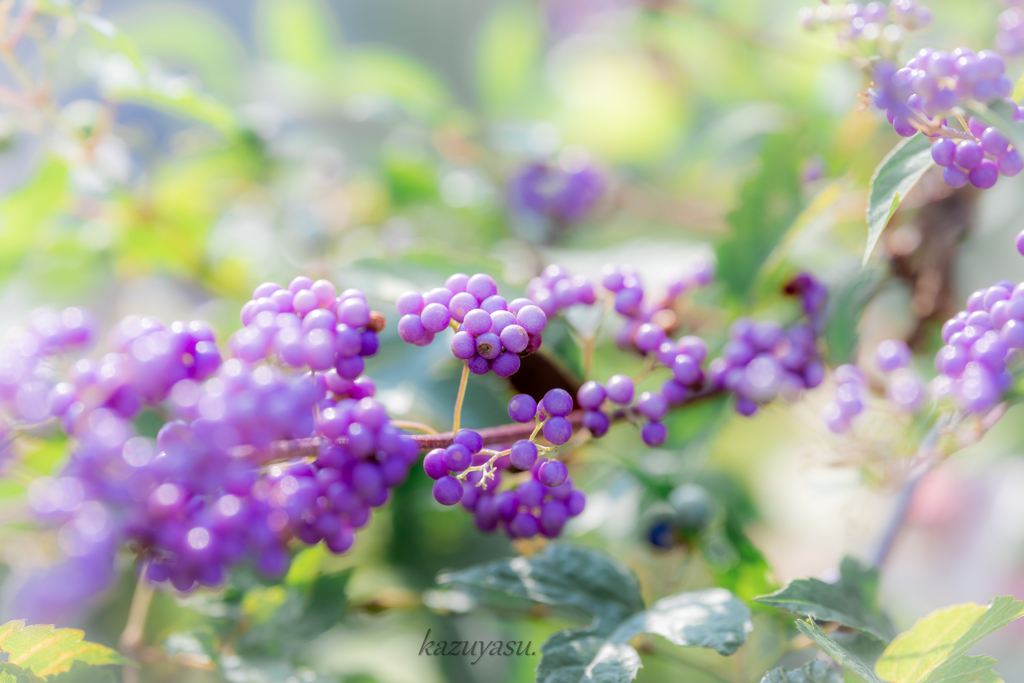 (庭の花）