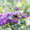 (庭の花）