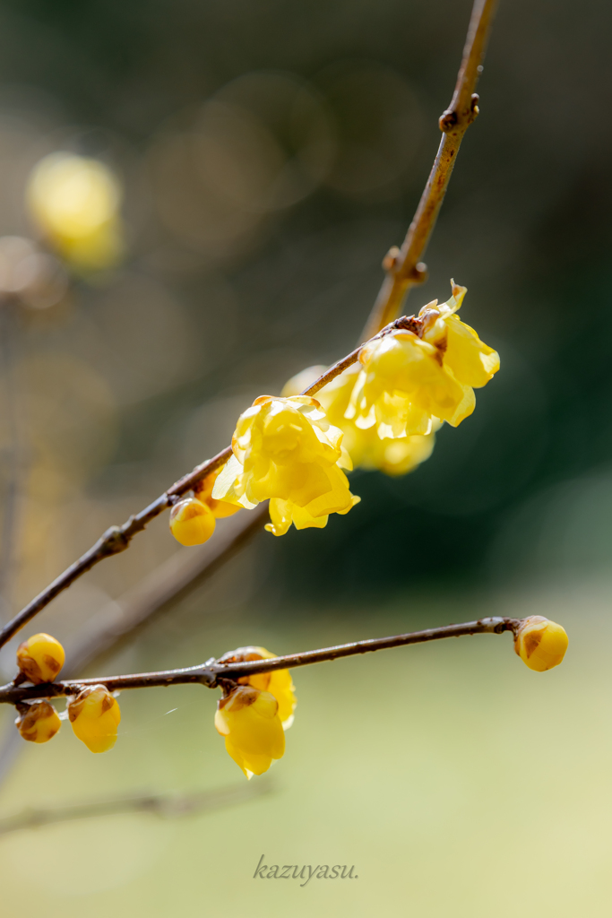 (咲き始めた蠟梅の花）