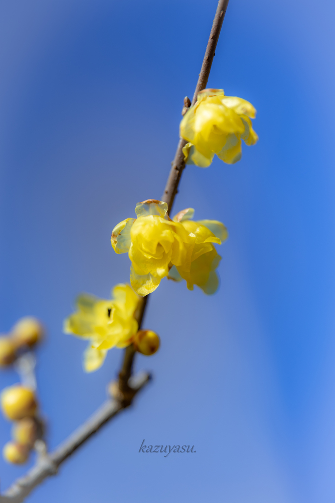 （蠟梅も咲いたよ！）