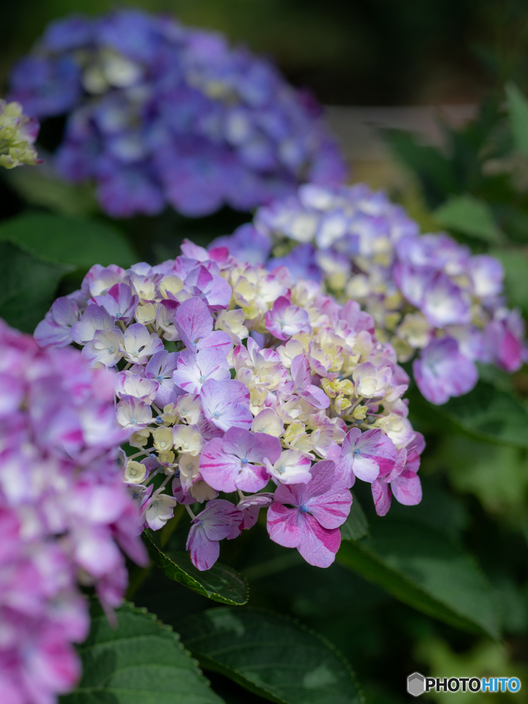 （夢色あじさい）