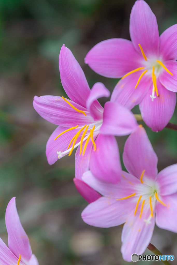 （桃色玉すだれ）