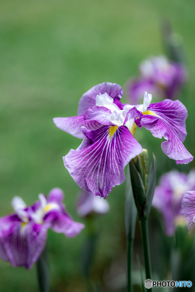 (花菖蒲）