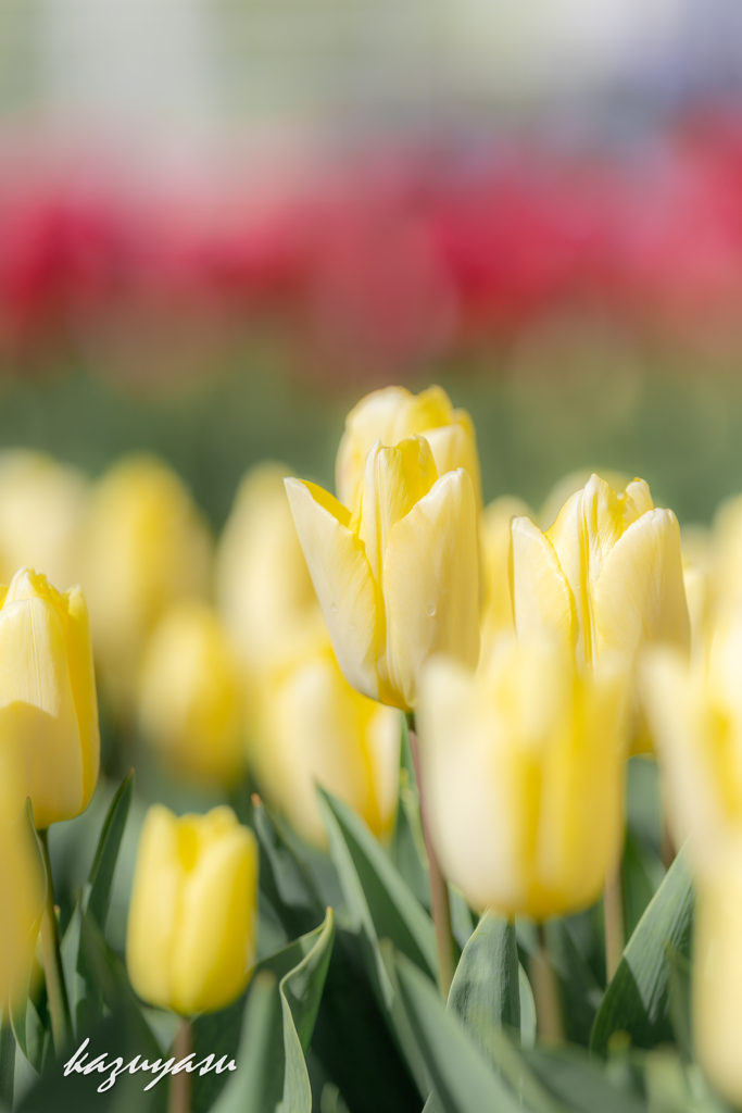 (ice tulip)