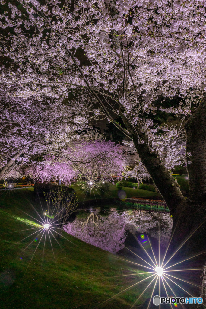 (キラキラ夜桜）
