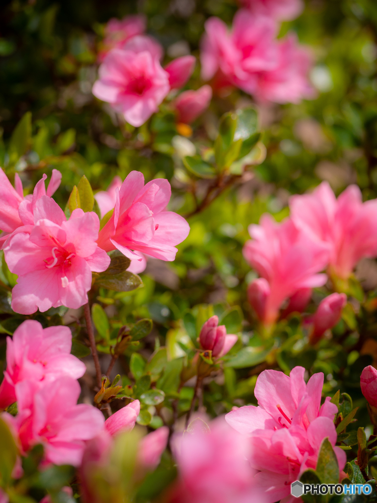 (庭の花）