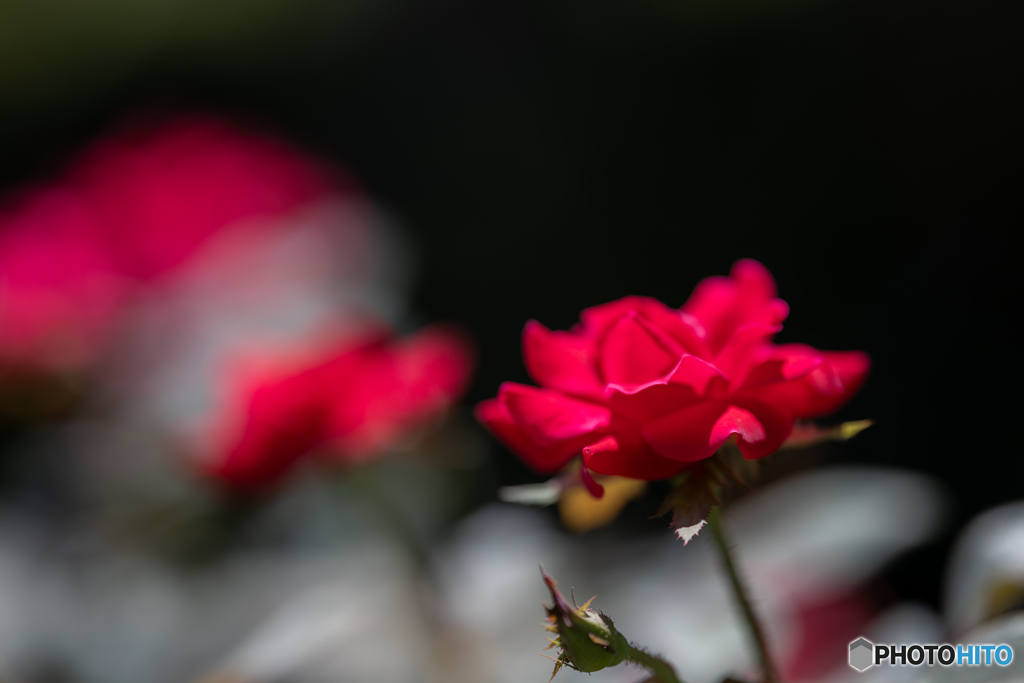 （夏薔薇）