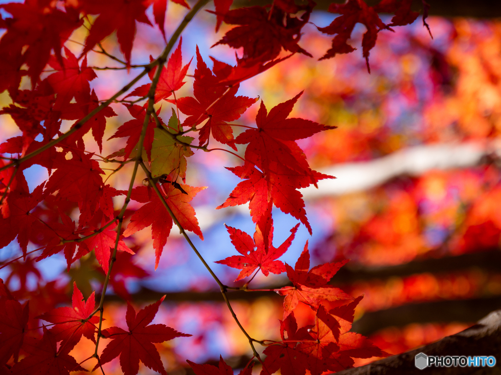 （近所の紅葉）