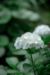 (白紫陽花）