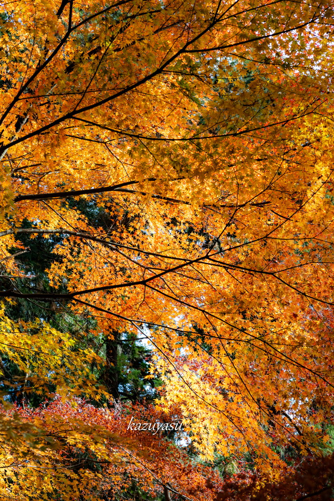 （最後の輝き）