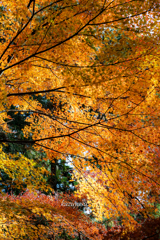 （最後の輝き）