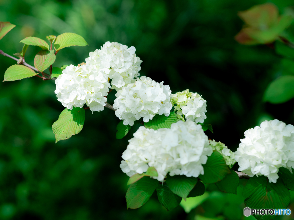 （手鞠花）