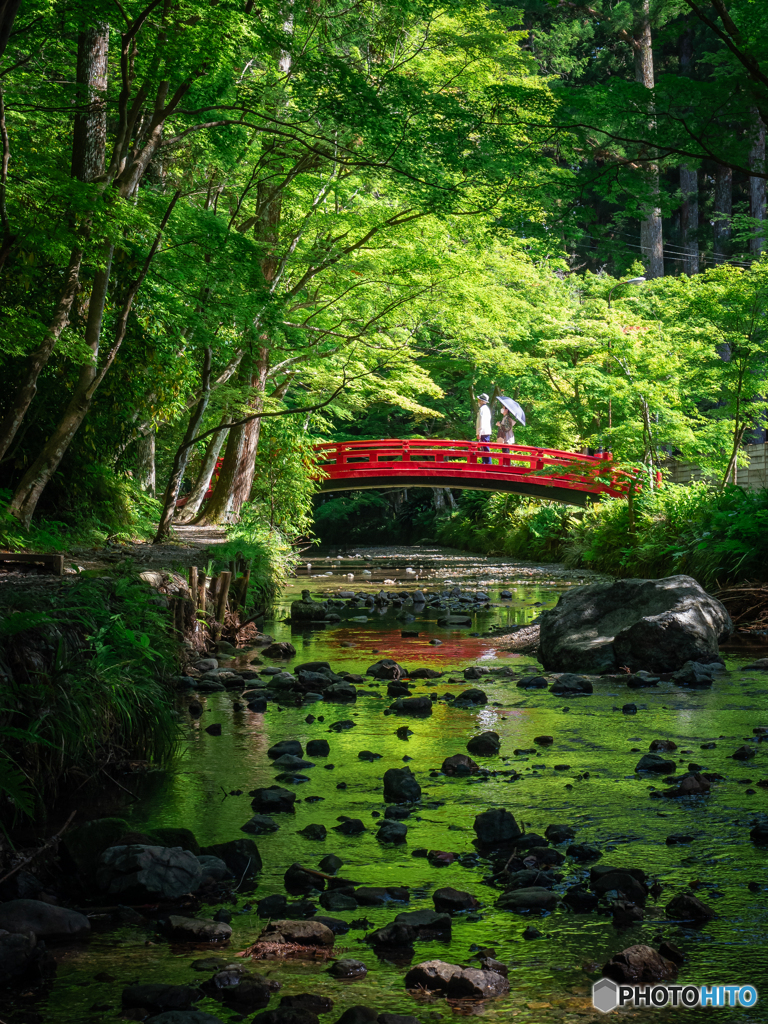 （小國神社 深緑）