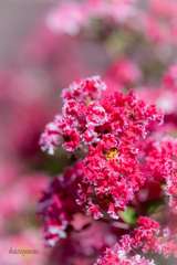 (庭の花）