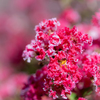 (庭の花）