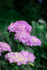 （雨に紫陽花）