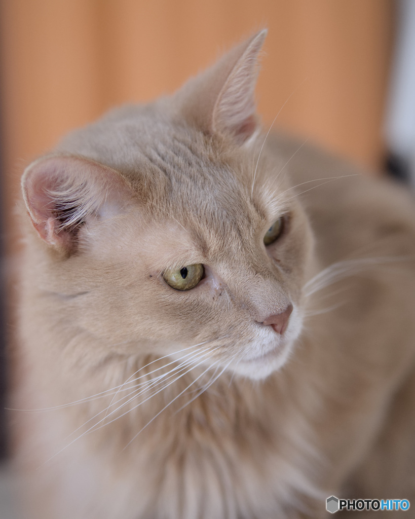 (猫カフェ　Adagio)