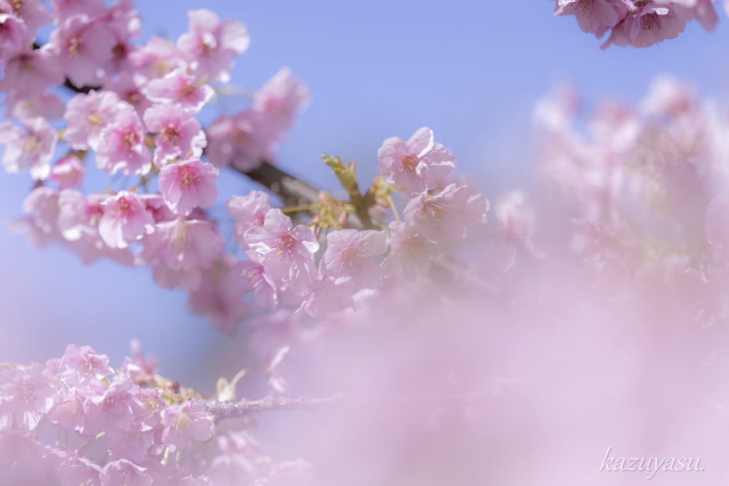 （満開の河津桜）