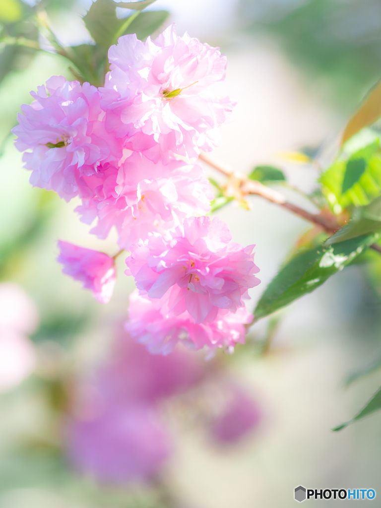 （八重桜咲き満ちて）