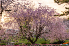 (夕陽と枝垂れ桜）