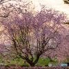 (夕陽と枝垂れ桜）