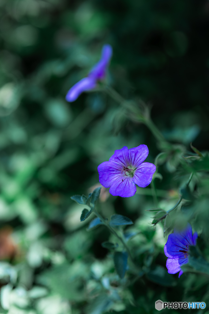 (風露草）