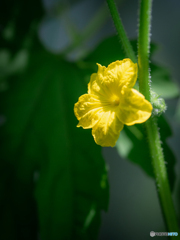 （庭の花）