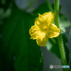 （庭の花）