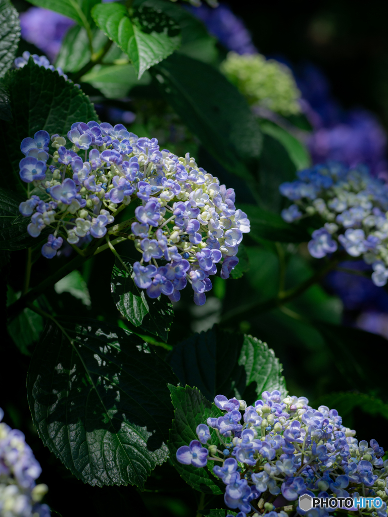 （おたふく紫陽花）