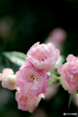 (Rose garden)