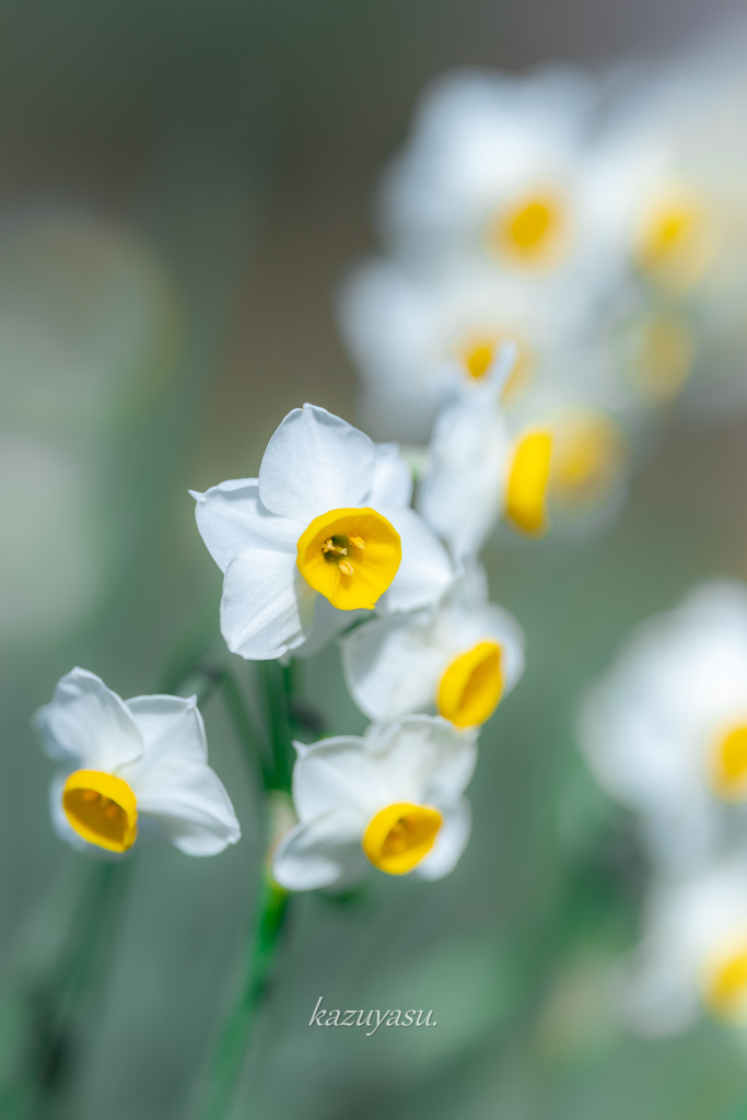 (咲き始めた日本水仙）