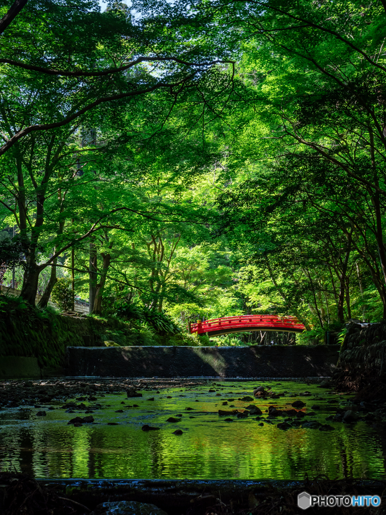 （小國神社 深緑）