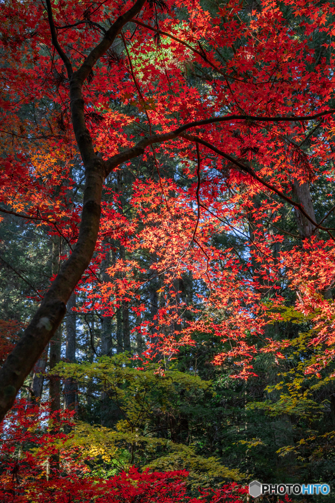 （紅葉始まりました！）