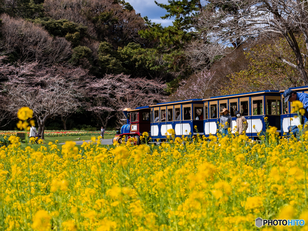 （菜の花の駅）