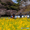 （菜の花の駅）