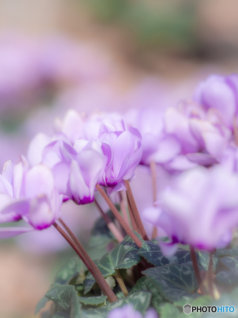（Cyclamen）