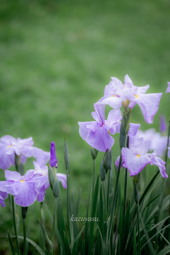（雨の花菖蒲園）