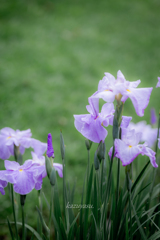 （雨の花菖蒲園）