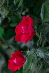 (Rosegarden)