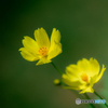 （黄花コスモス）