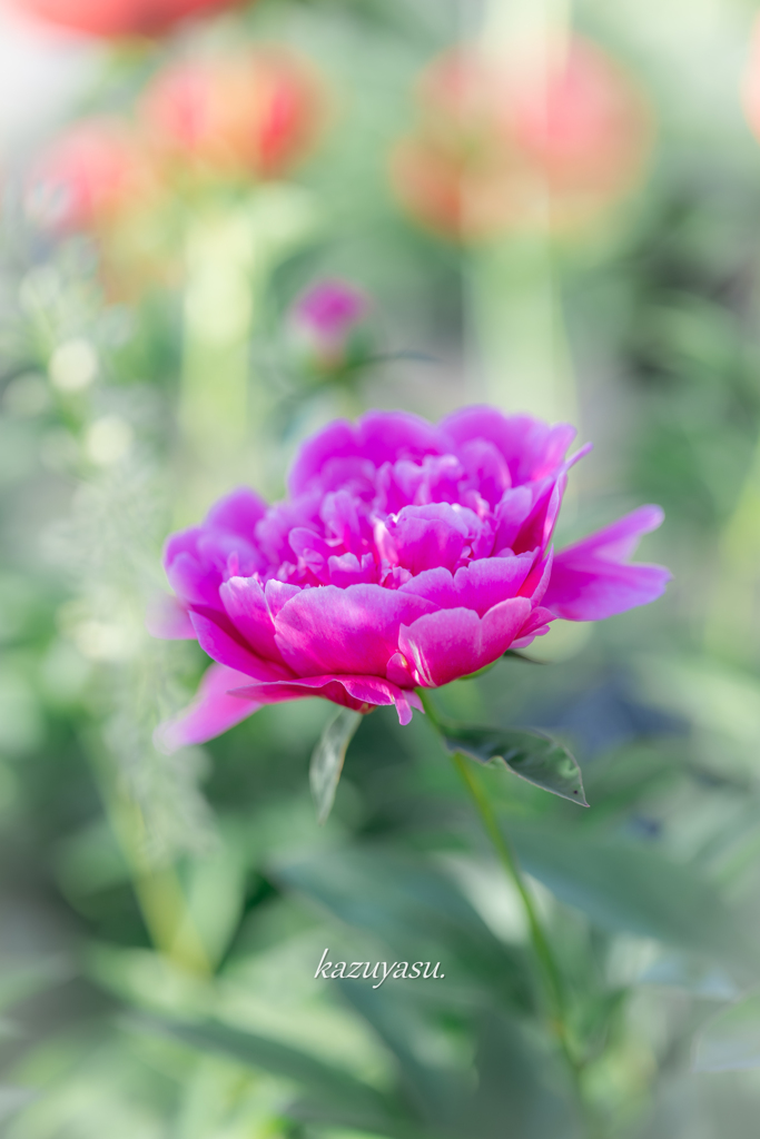 （芍薬）