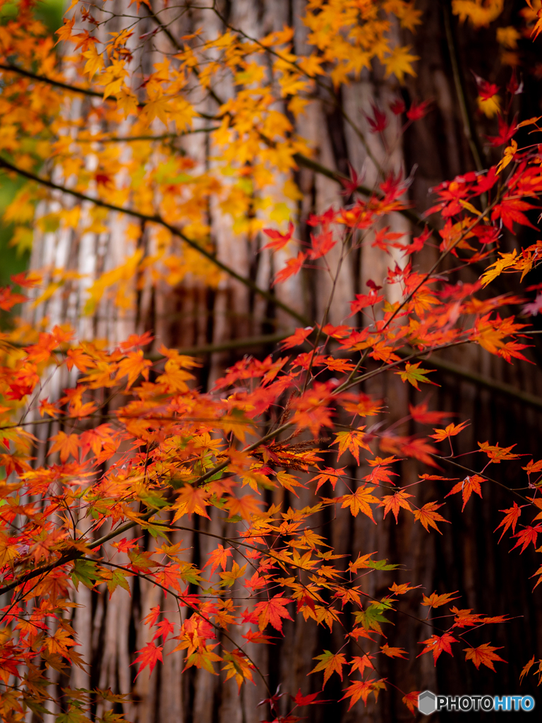 (法多山尊永寺）