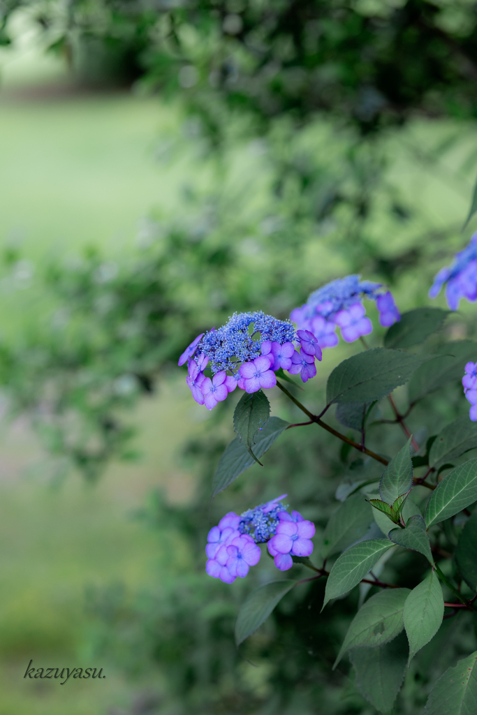 （額紫陽花）