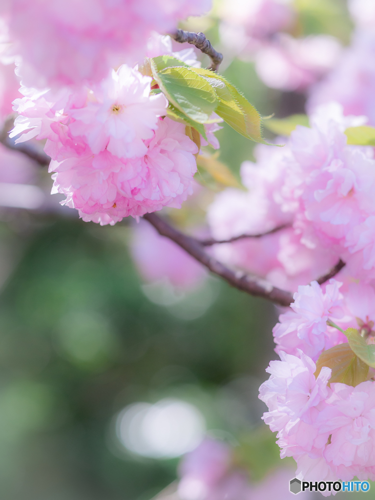 （八重桜）