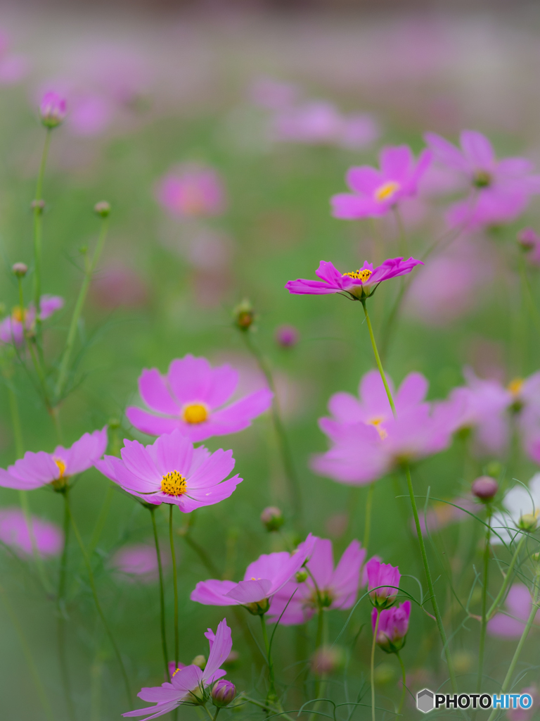 （秋桜）