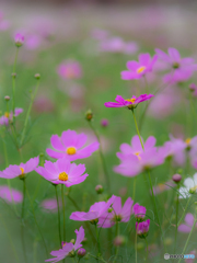 （秋桜）